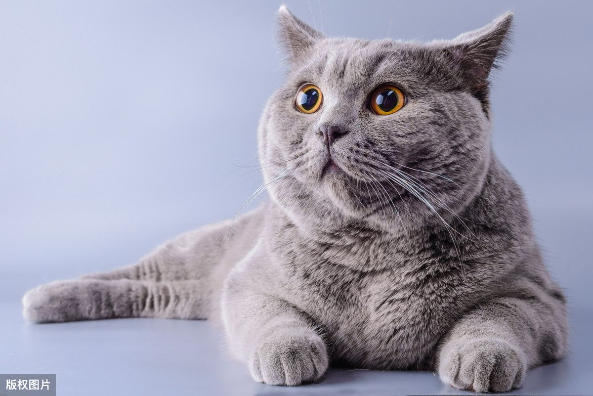 一篇文章,教你学会Vue-CLI 插件开发【Vue进阶篇】