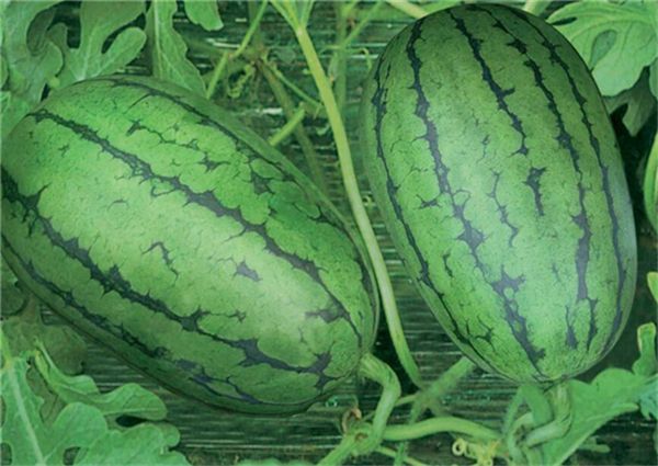 西瓜品种十大排行榜 最好的西瓜品种有哪些